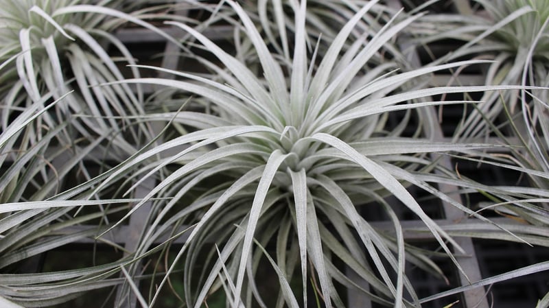 Air Plant Tillandsia