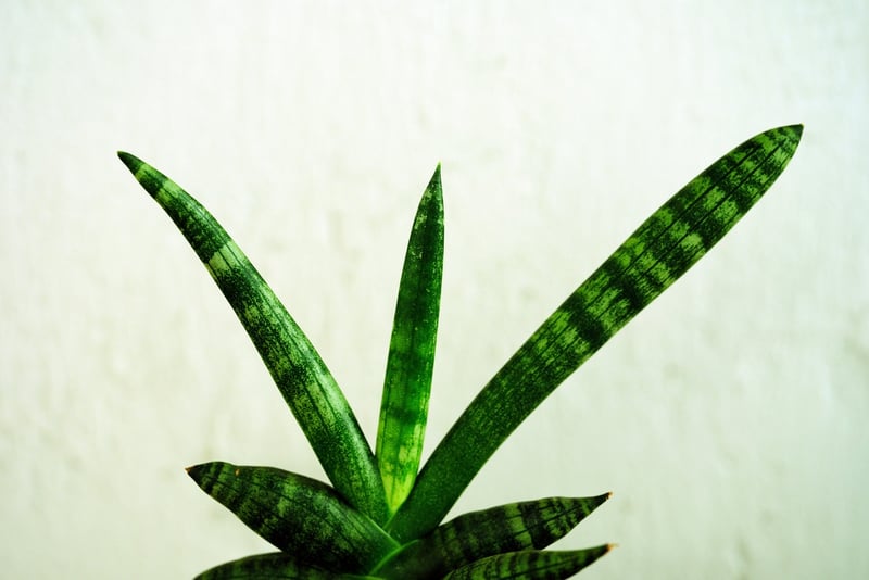 Snake Plant Sansevieria