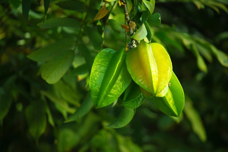 Starfruit